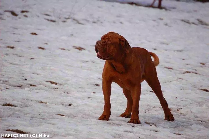 Co to je za plemeno?