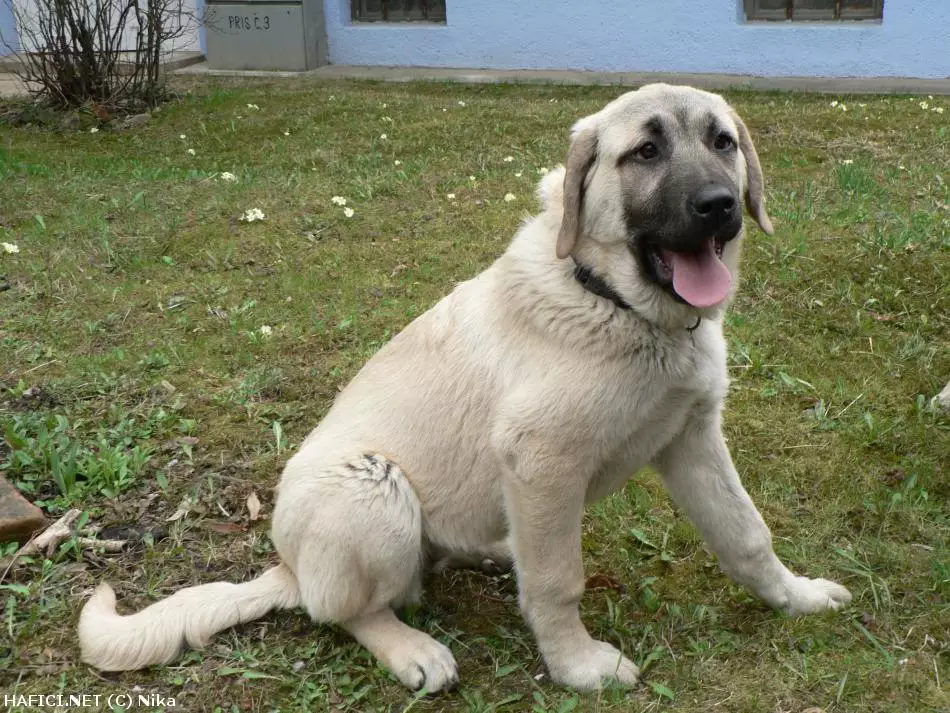 Co to je za plemeno?