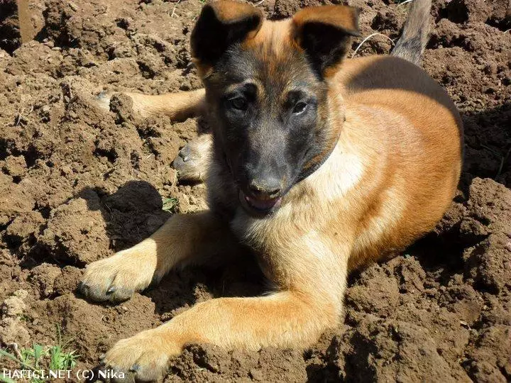 Co to je za plemeno?