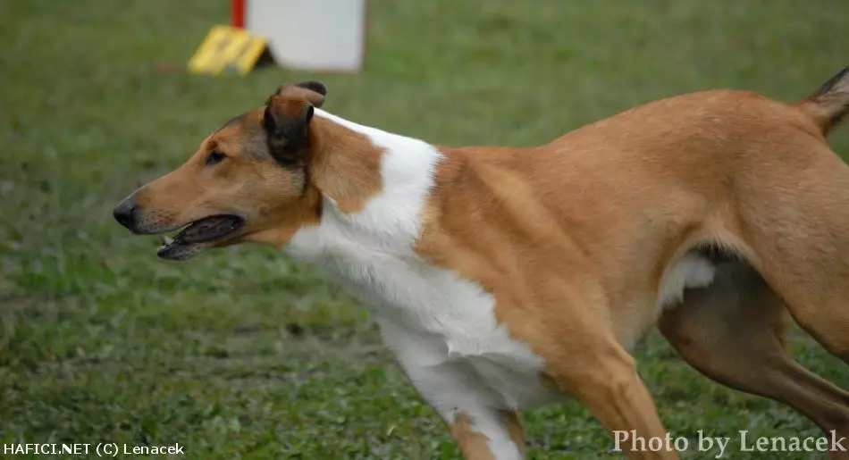 Co to je za plemeno?