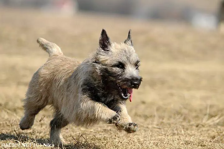 Co to je za plemeno?