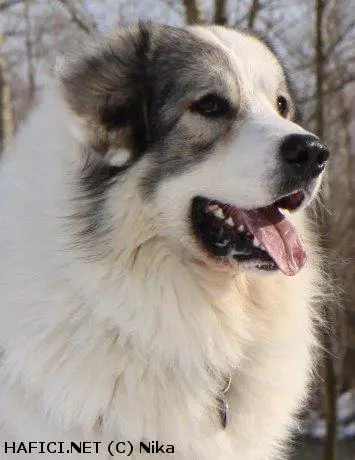 Co to je za plemeno?