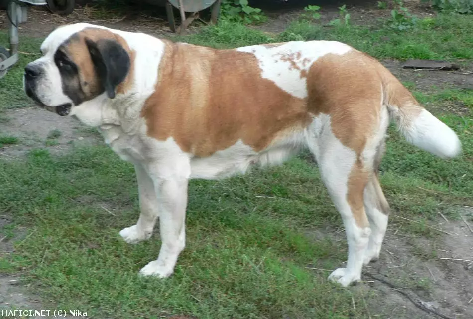 Co to je za plemeno?