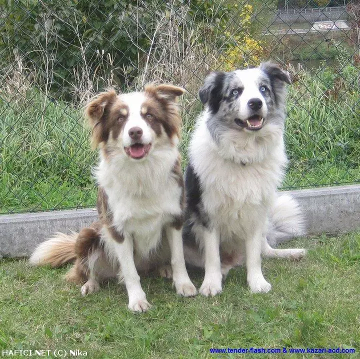 Co to je za plemeno?