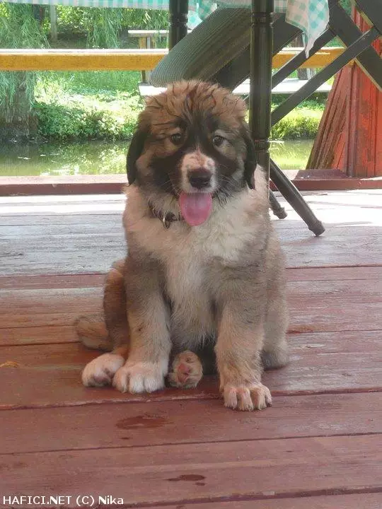 Co to je za plemeno?