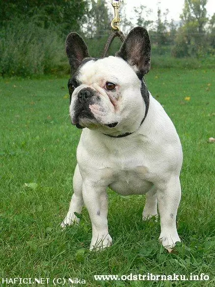 Co to je za plemeno?