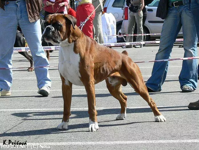 Co to je za plemeno?