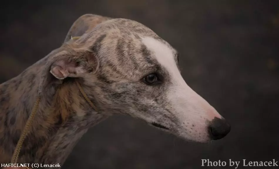 Co to je za plemeno?