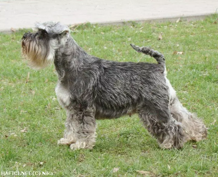 Co to je za plemeno?