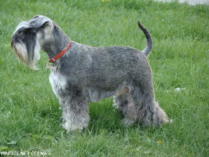 Co to je za plemeno?