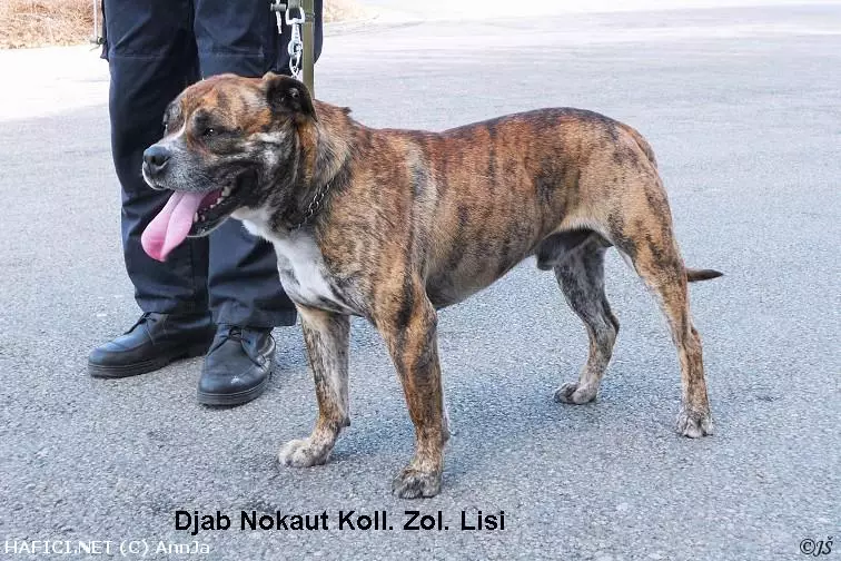 Co to je za plemeno?