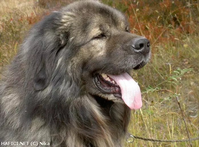 Co to je za plemeno?