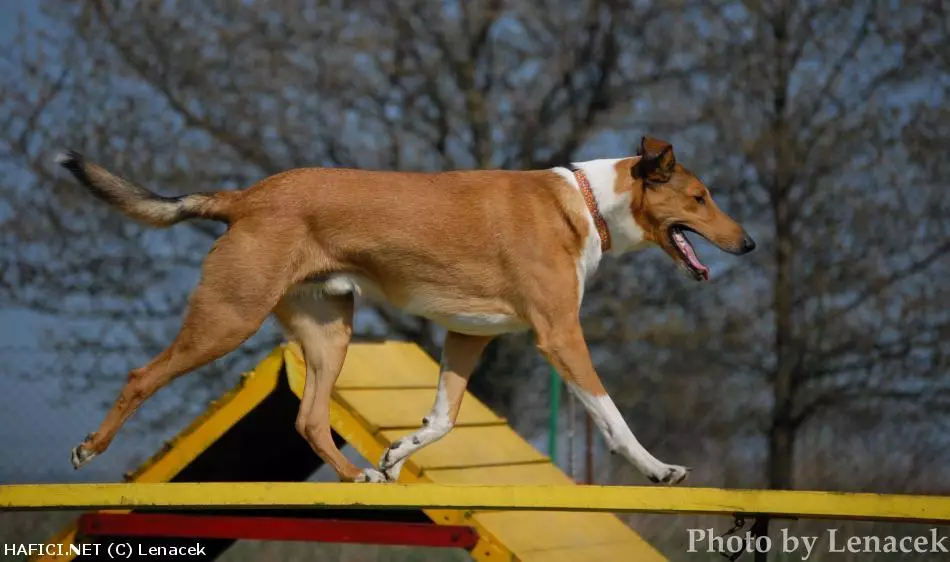 Co to je za plemeno?