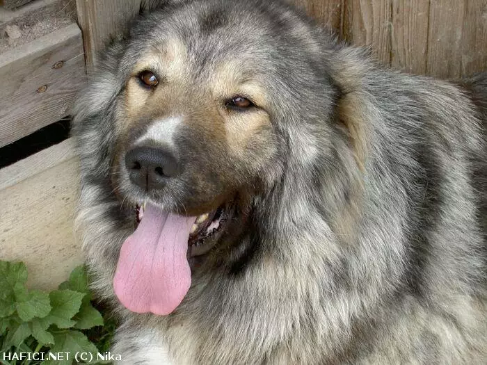 Co to je za plemeno?