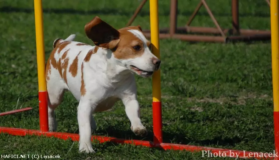 Co to je za plemeno?