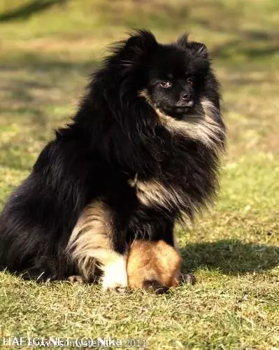 Co to je za plemeno?