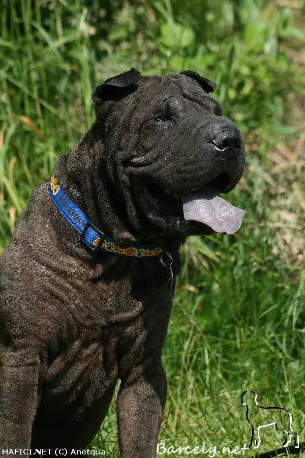 Co to je za plemeno?