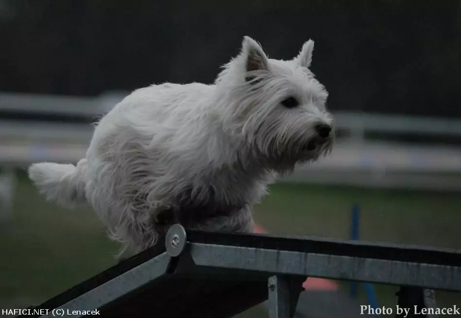 Co to je za plemeno?