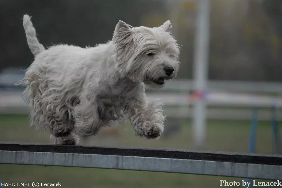 Co to je za plemeno?