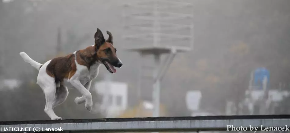 Co to je za plemeno?