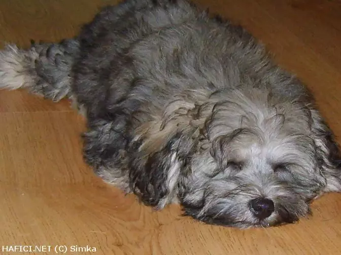 Co to je za plemeno?