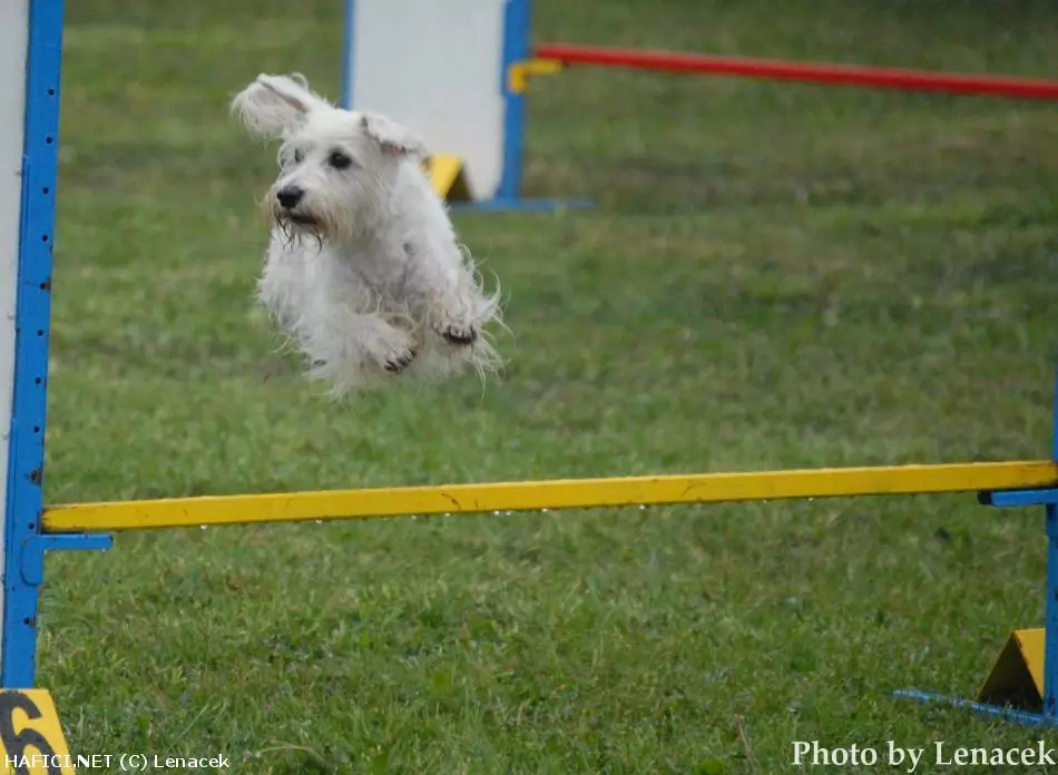Co to je za plemeno?