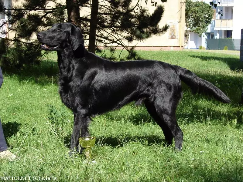 Co to je za plemeno?