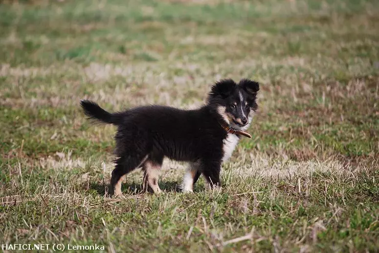 Co to je za plemeno?