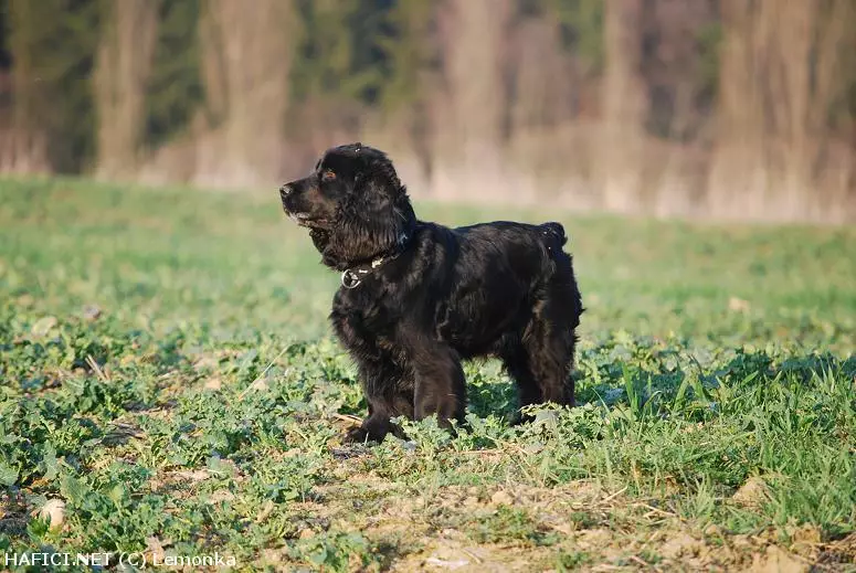 Co to je za plemeno?