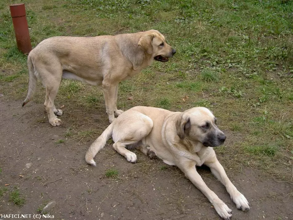 Co to je za plemeno?