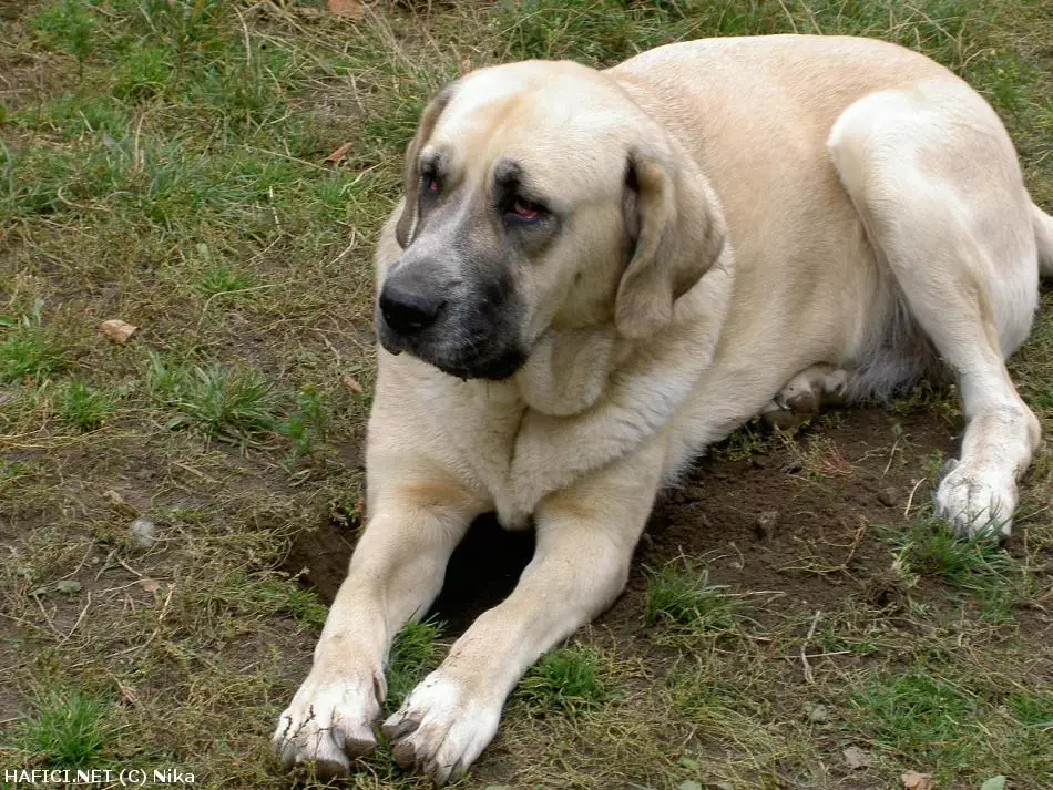 Co to je za plemeno?