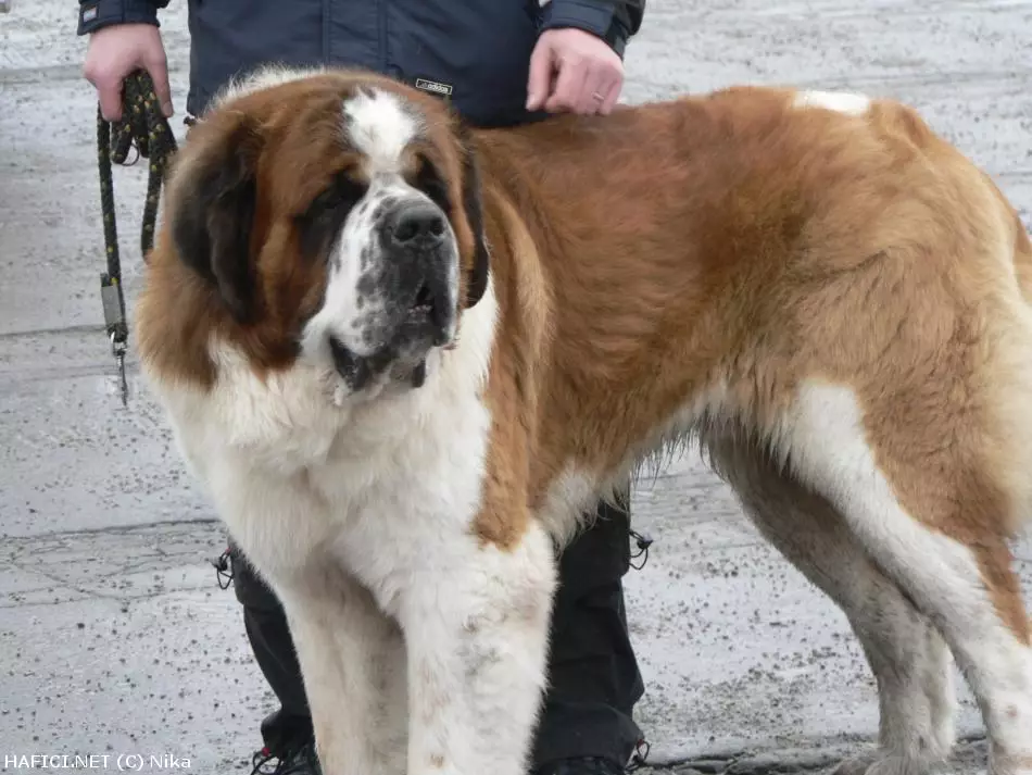 Co to je za plemeno?