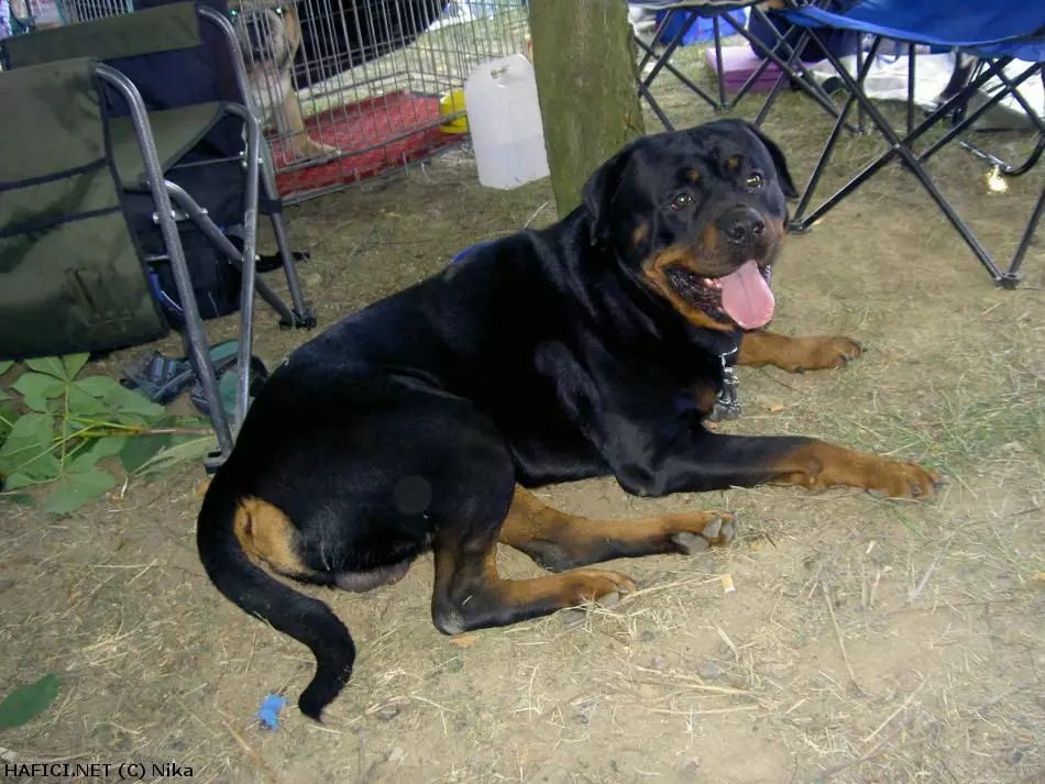 Co to je za plemeno?