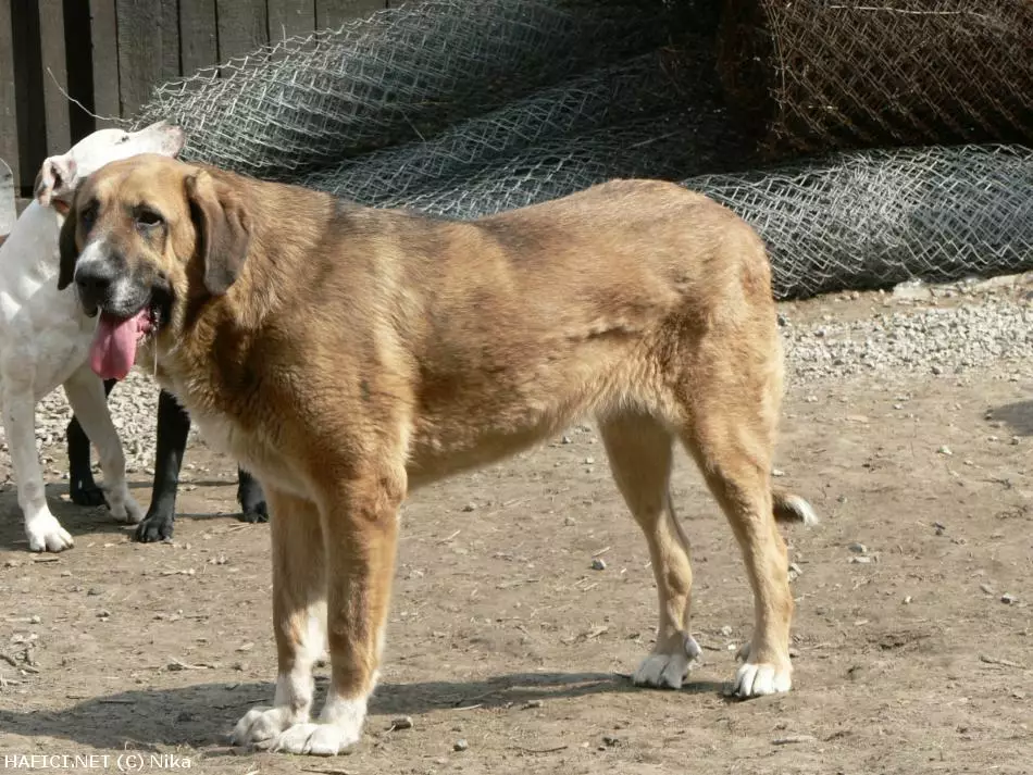 Co to je za plemeno?