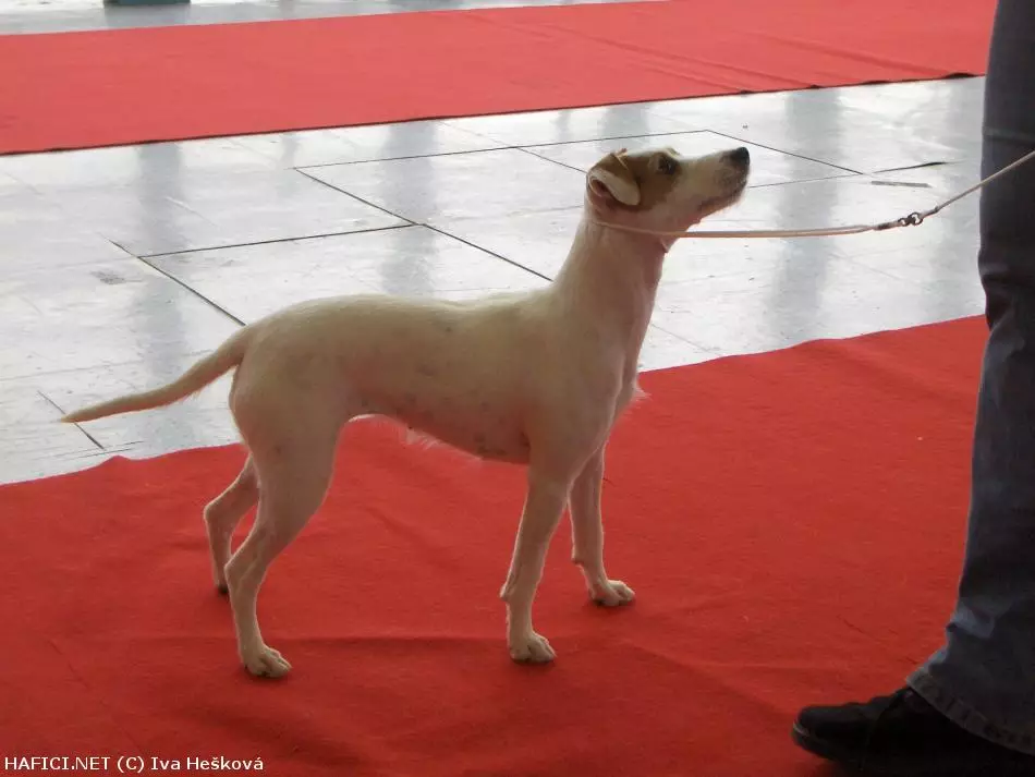 Co to je za plemeno?