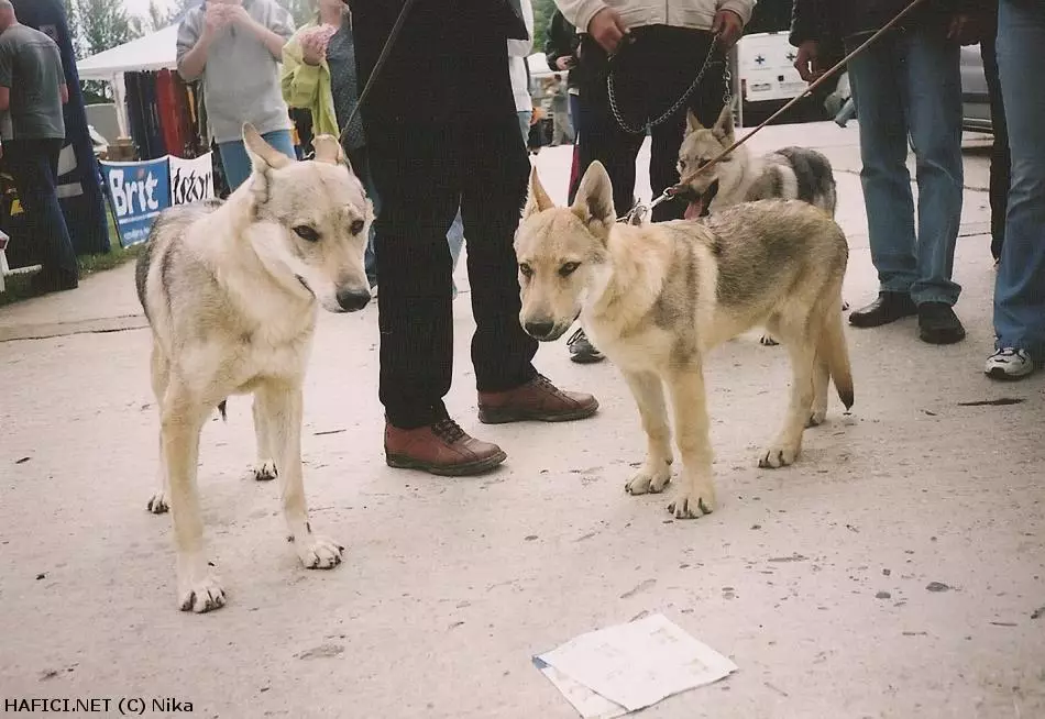 Co to je za plemeno?