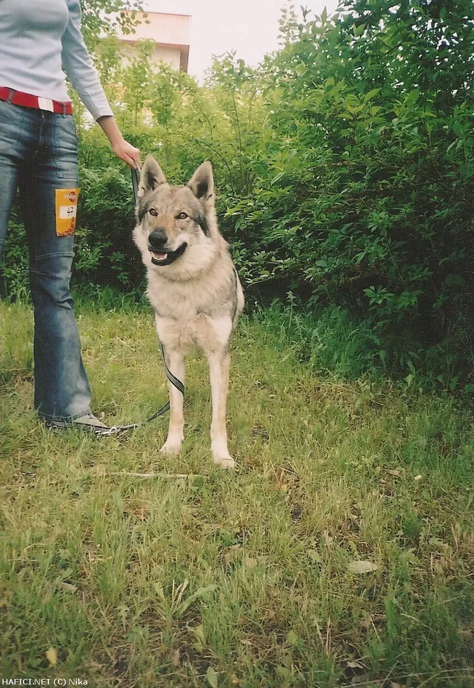 Co to je za plemeno?