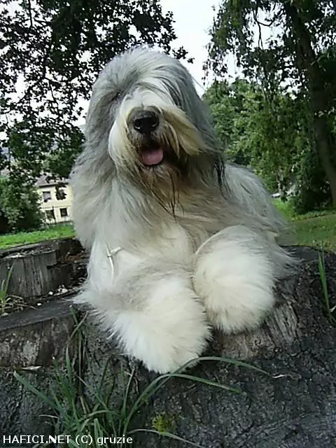 Co to je za plemeno?