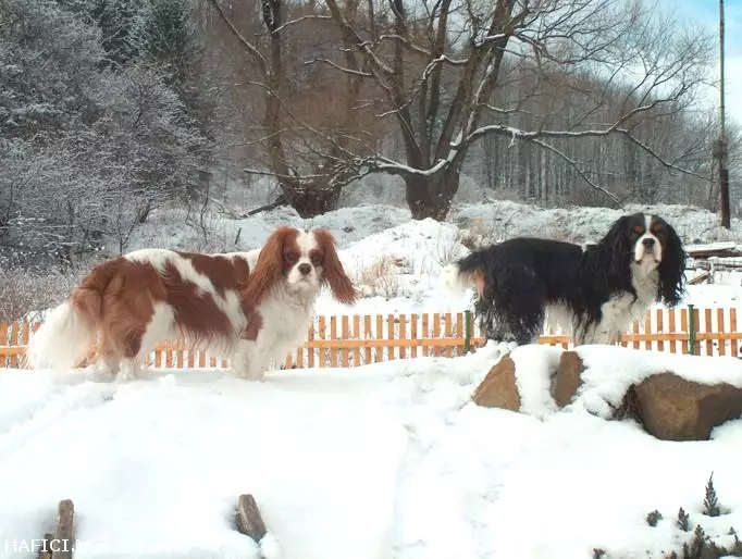 Co to je za plemeno?