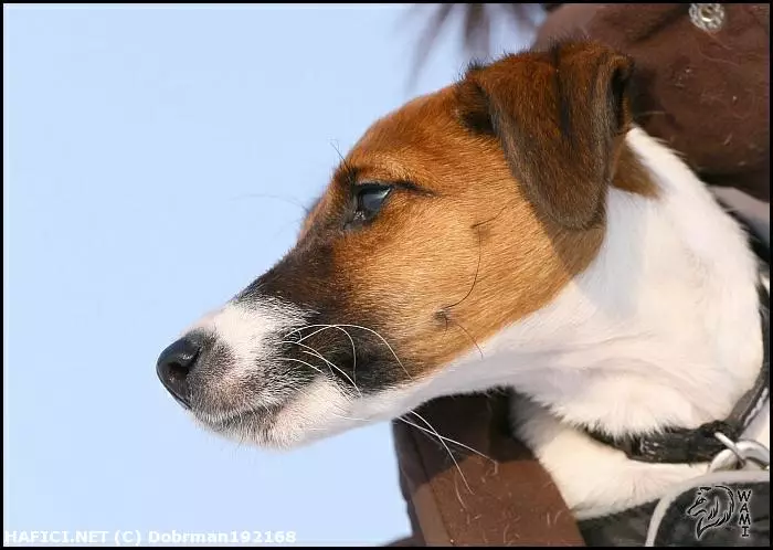 Co to je za plemeno?