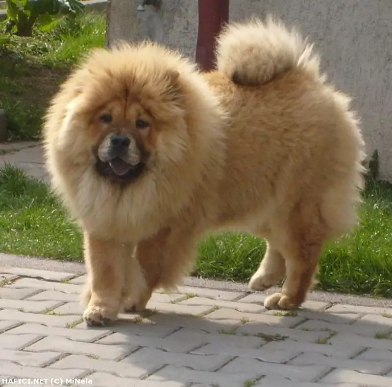 Co to je za plemeno?