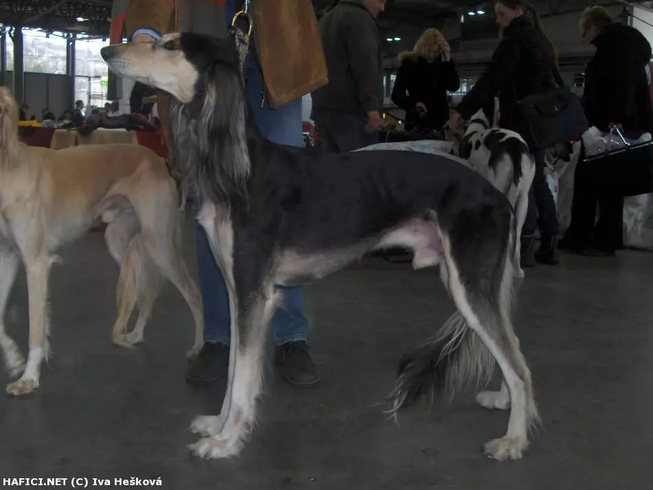 Co to je za plemeno?